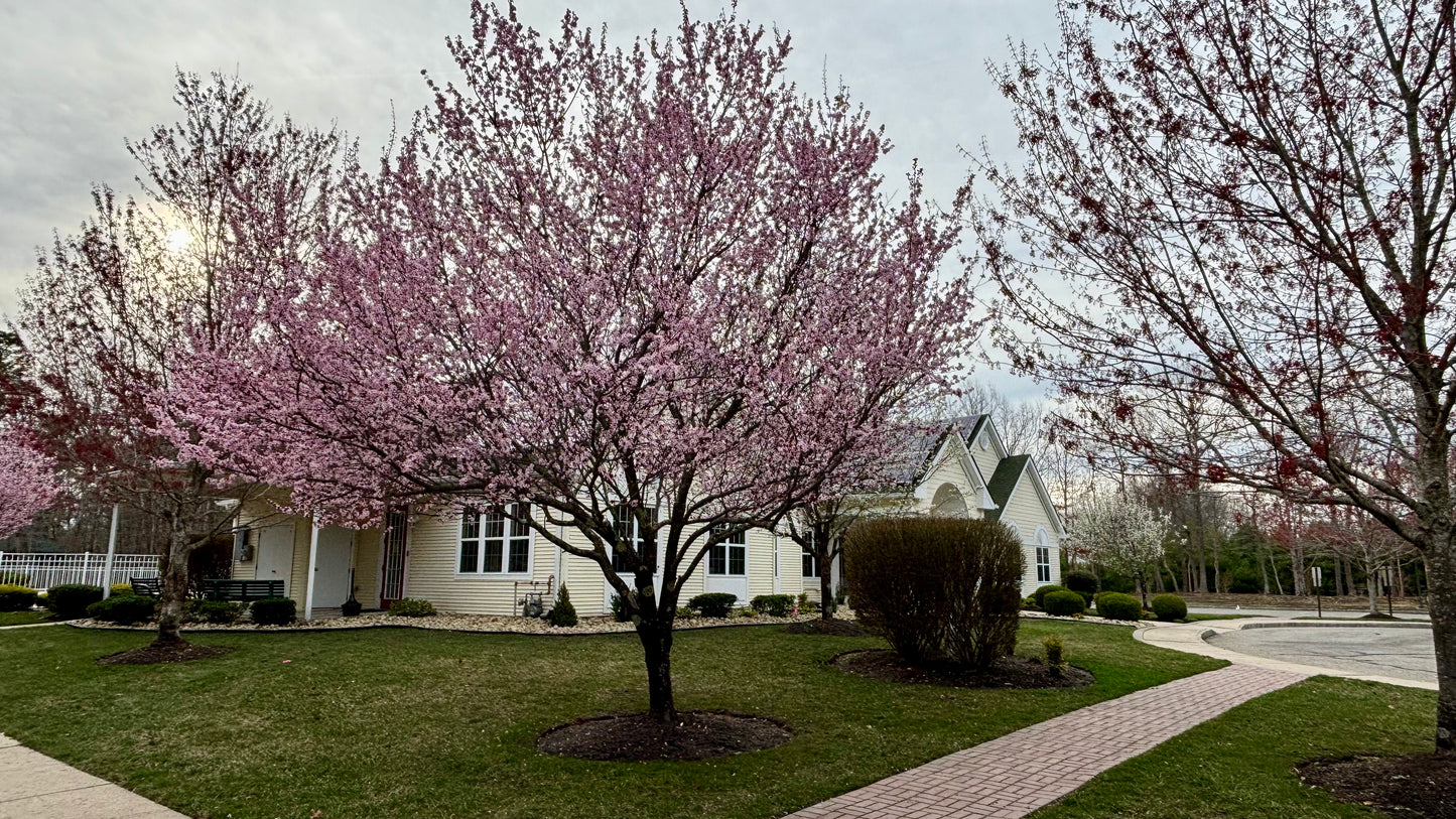 Spring 2025
