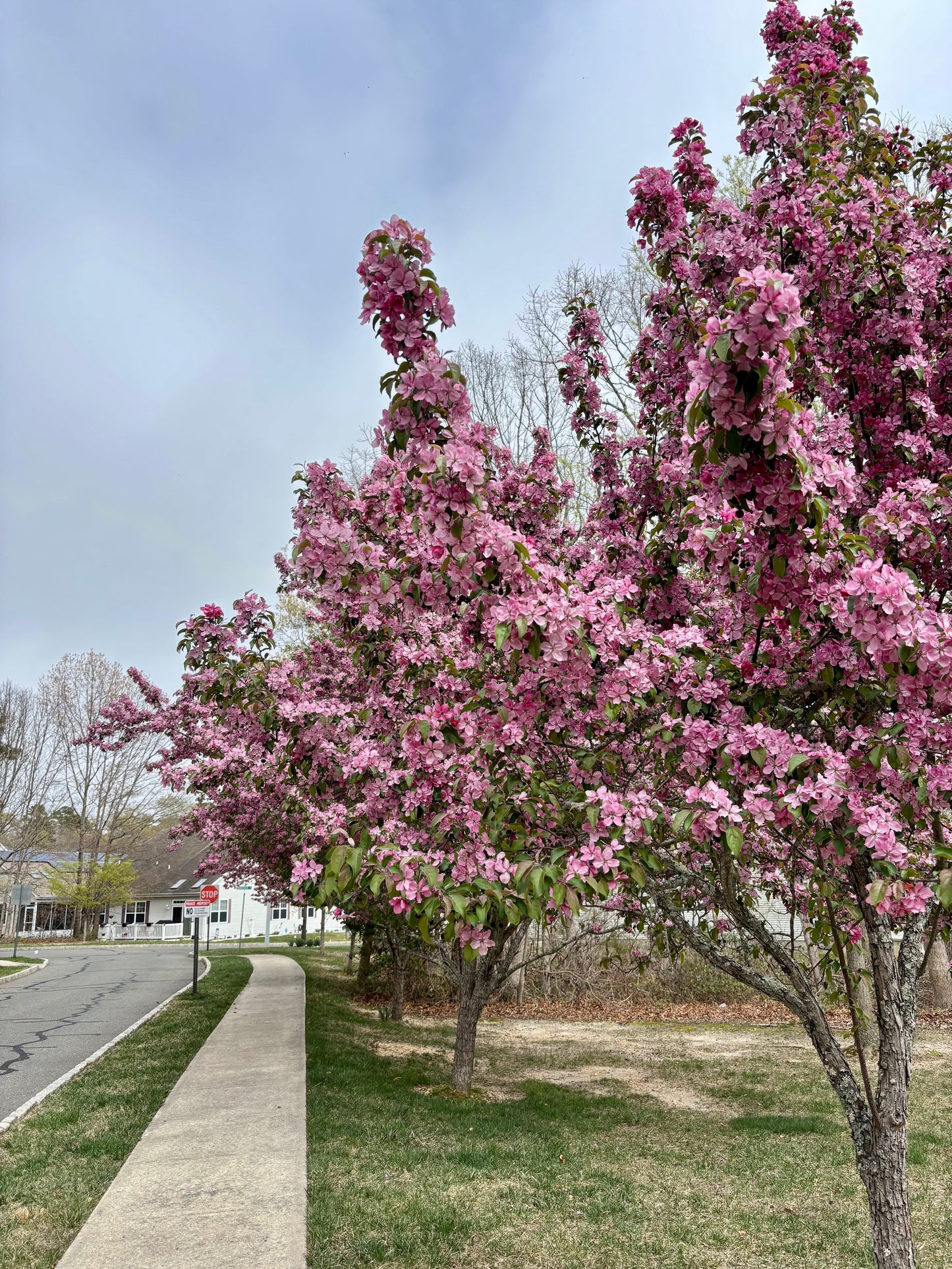 Spring 2026